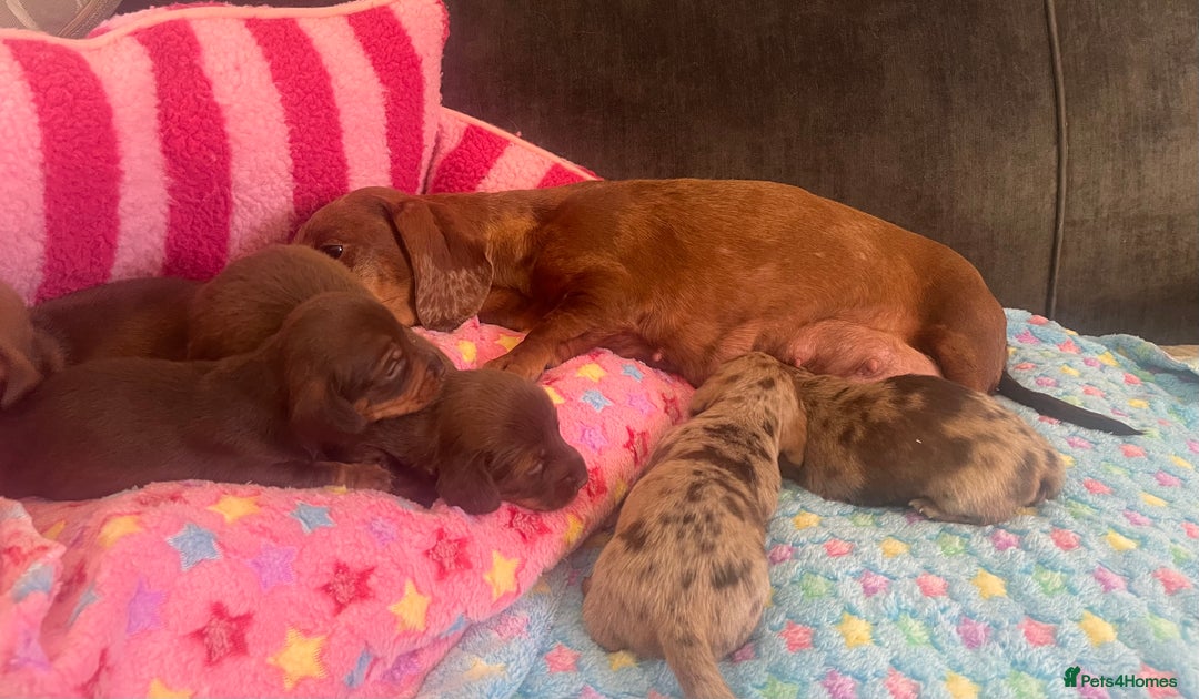 Miniature Dachshund dogs for sale: Stunning minature dachshund puppies - Image 33