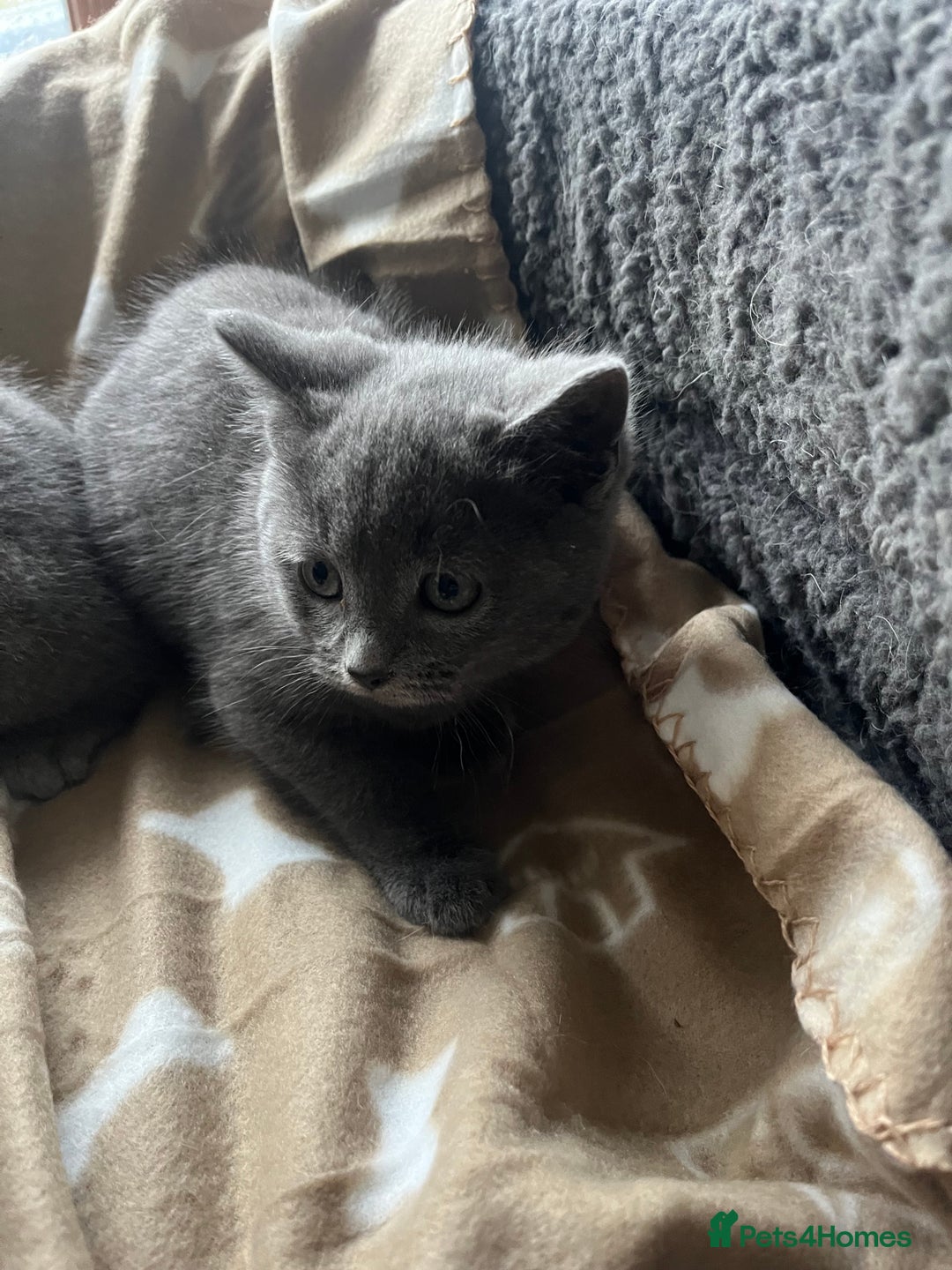 Russian Blue cats for sale: Stunning Russian blue cross kittens  - Advert 7
