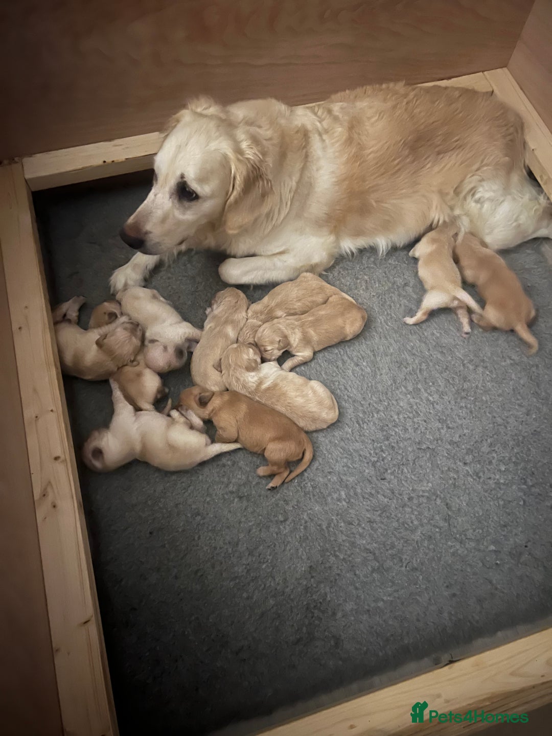 Golden Retriever dogs for sale: Beautiful KC Registered Golden Retrievers - Image 5