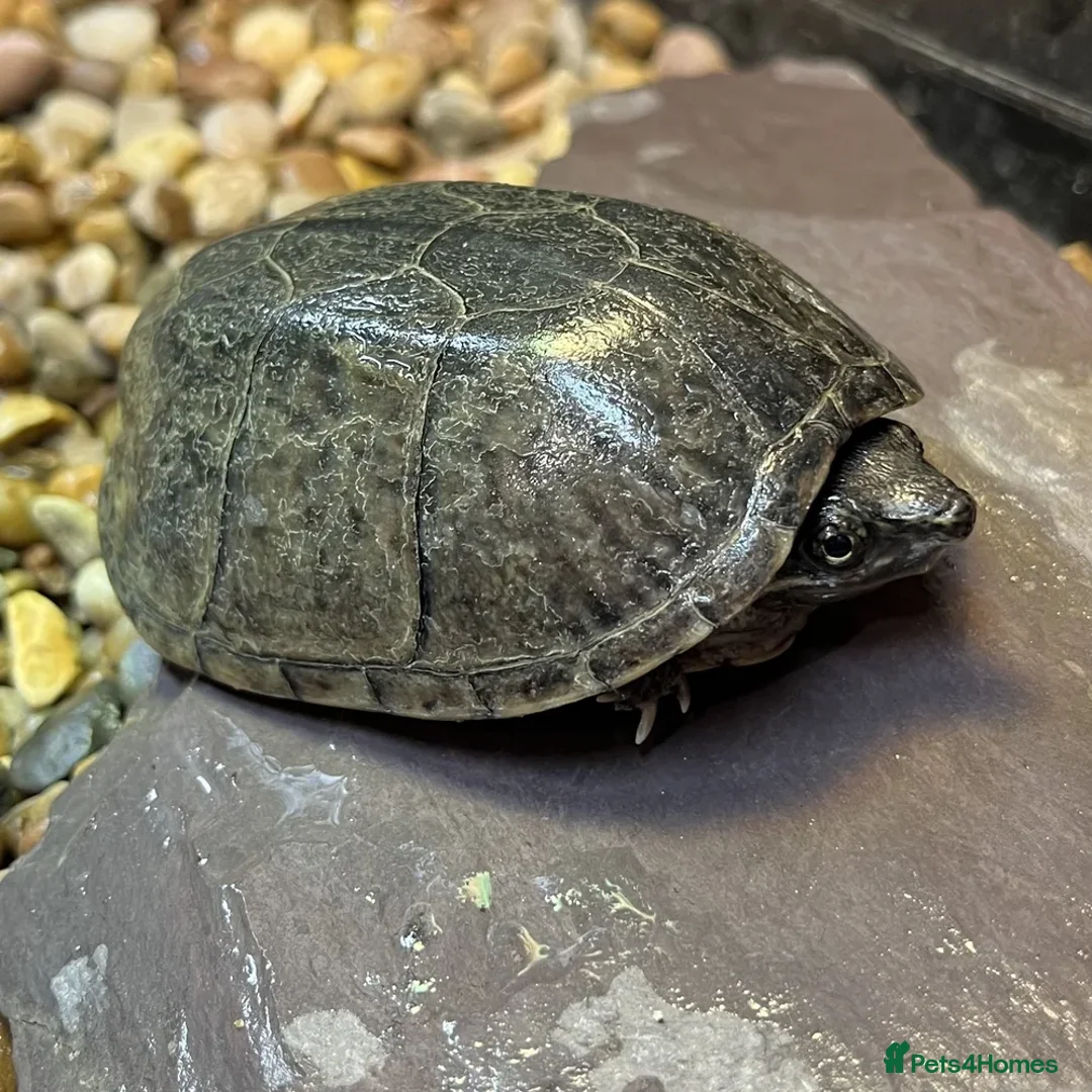 Turtle reptiles for sale: X2 Musk turtles  in Ilkeston - Advert 1