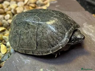 Turtle reptiles X2 Musk turtles - Advert 3
