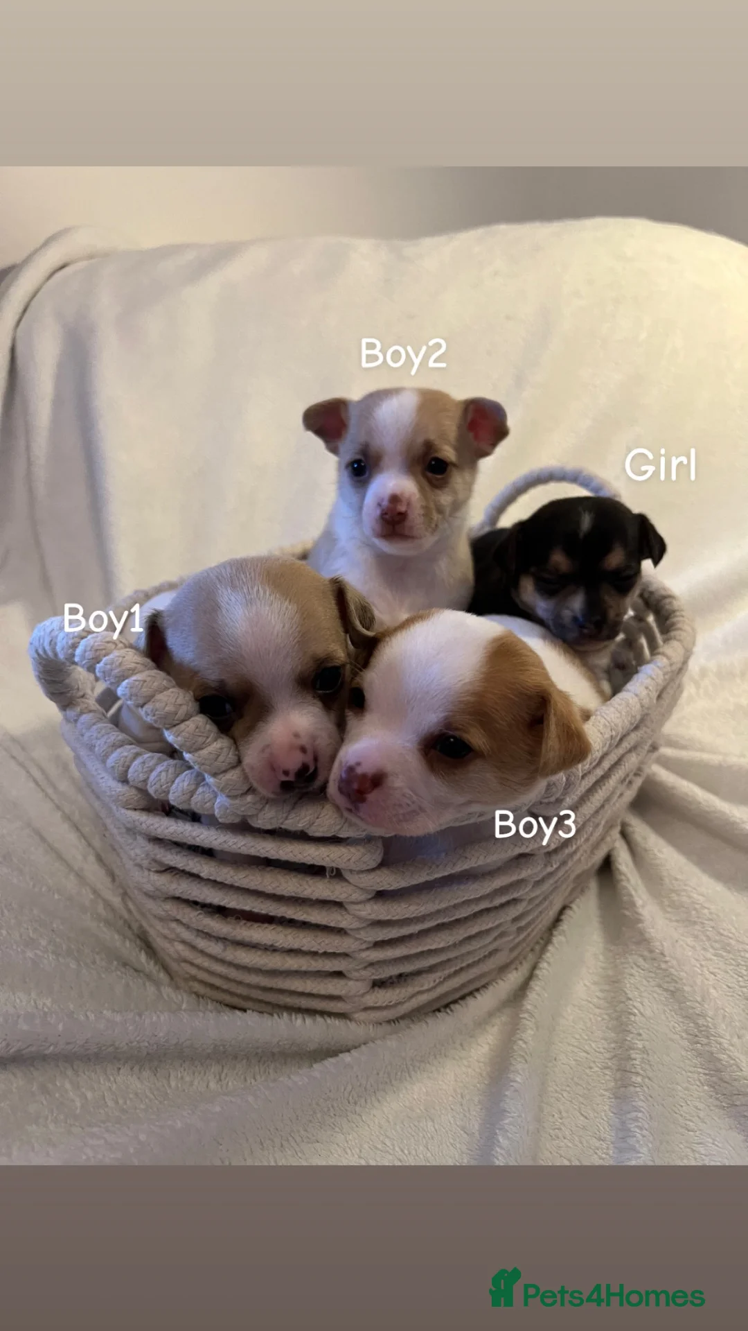 Chihuahua dogs for sale: Chihuahua puppies 3 boys & a girl for sale - Advert 2