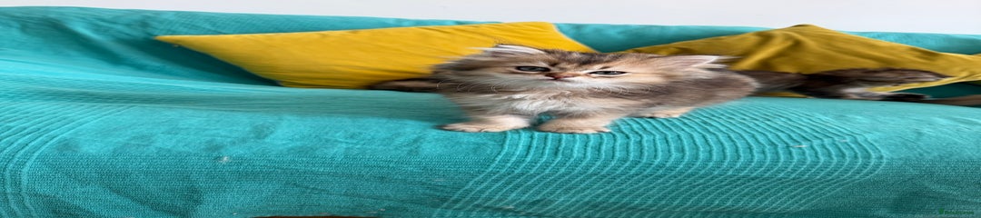 British Longhair Kitten 2