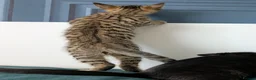 Bengal cats for sale: Super child friendly Bengal kittens boy and girl - Advert 3