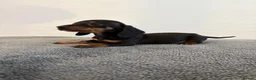 Dachshund dogs for sale: Beautiful Dachshund puppies  - Advert 3