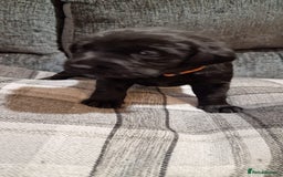 Labrador Retriever dogs for sale: KC Registered Black Lab (1 Girl, 1 boy remaining) - Image 16