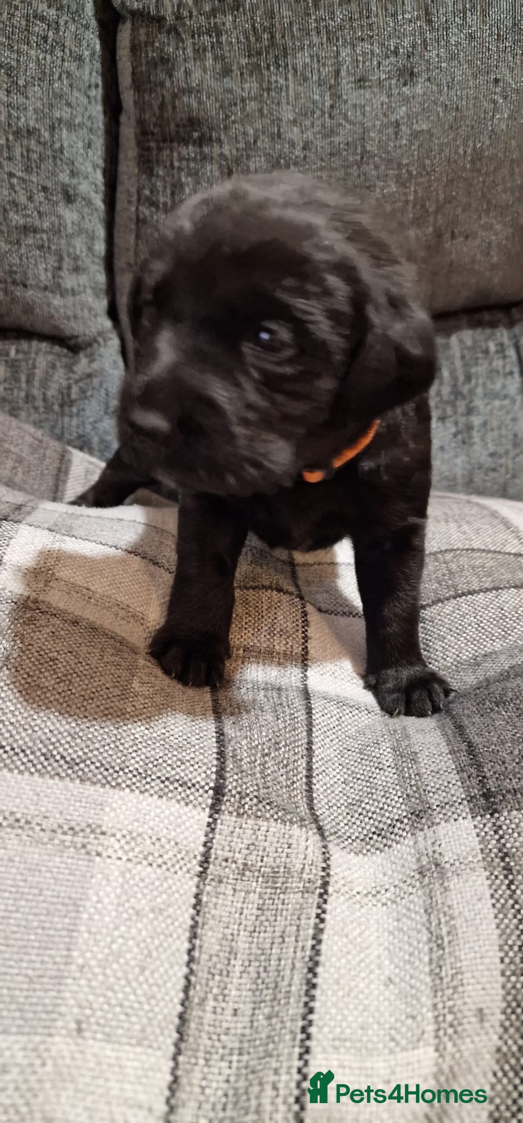 Labrador Retriever dogs for sale: KC Registered Black Lab (1 Girl, 1 boy remaining) - Image 16