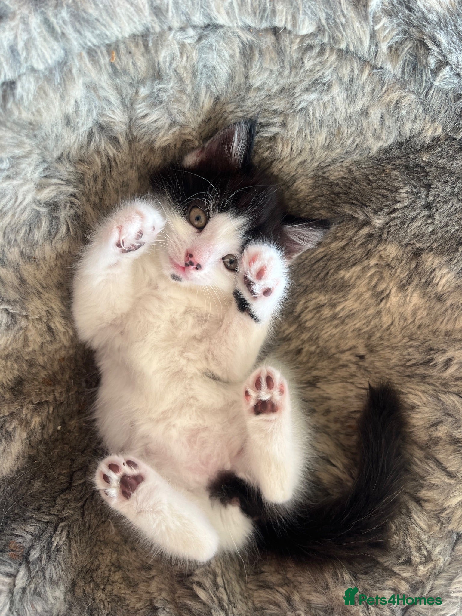 British Longhair cats One beautiful long haired boy left  - Advert 18