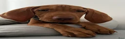 Mixed Breed dogs for sale: Hungarian Vizsla x Blue Merle Border Collie - Advert 10