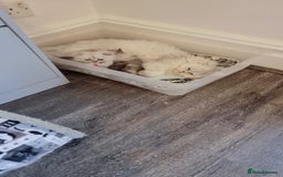 Persian cats for sale: Persian chinchilla  - Image 14