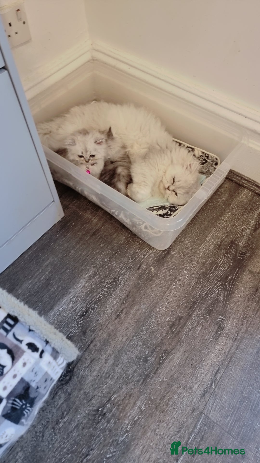 Persian cats for sale: Persian chinchilla  - Image 14
