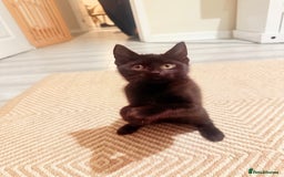 Mixed Breed cats for sale: 3 beautiful kittens for sale - Advert 2
