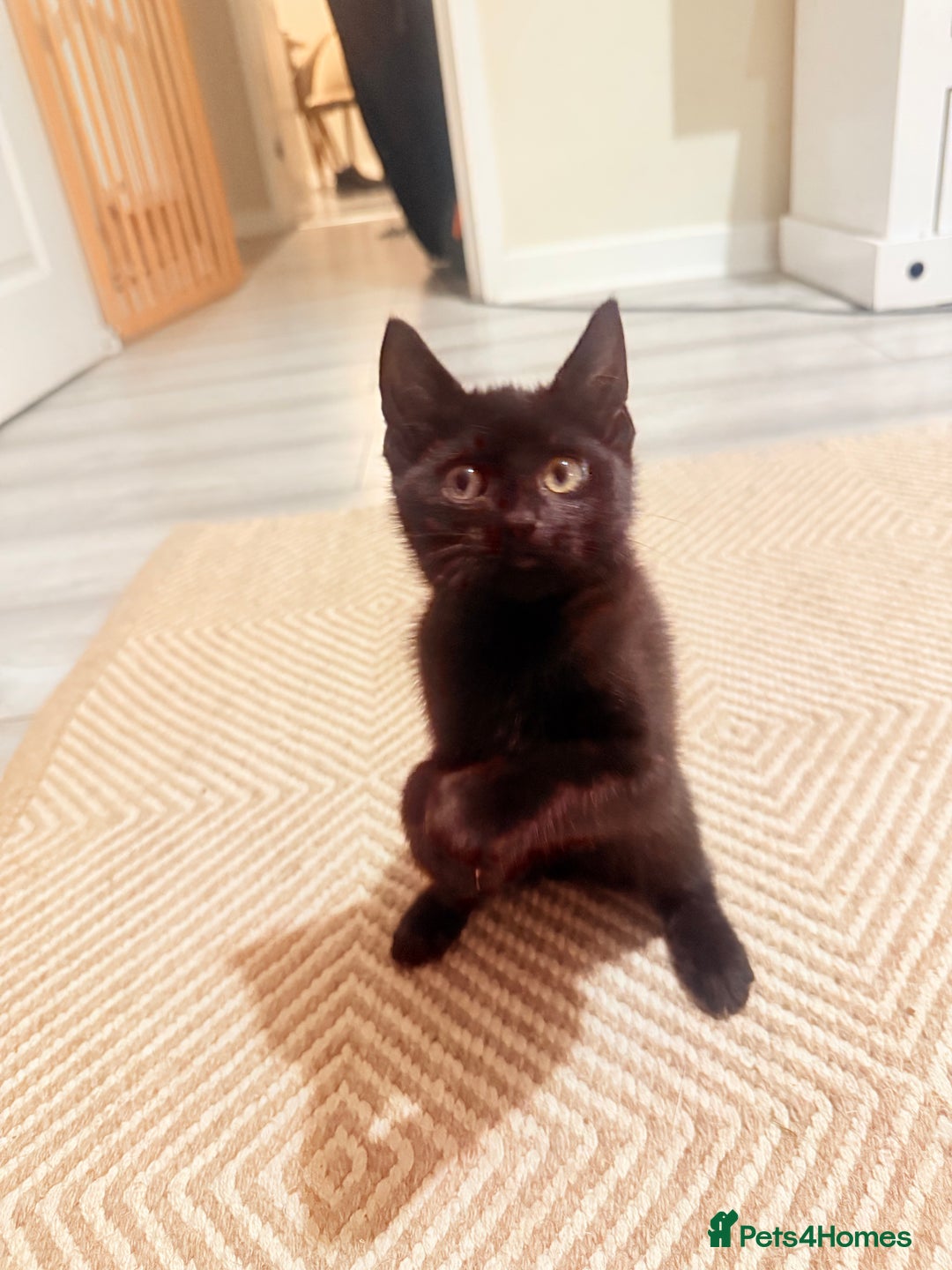 Mixed Breed cats for sale: 3 beautiful kittens for sale - Advert 2