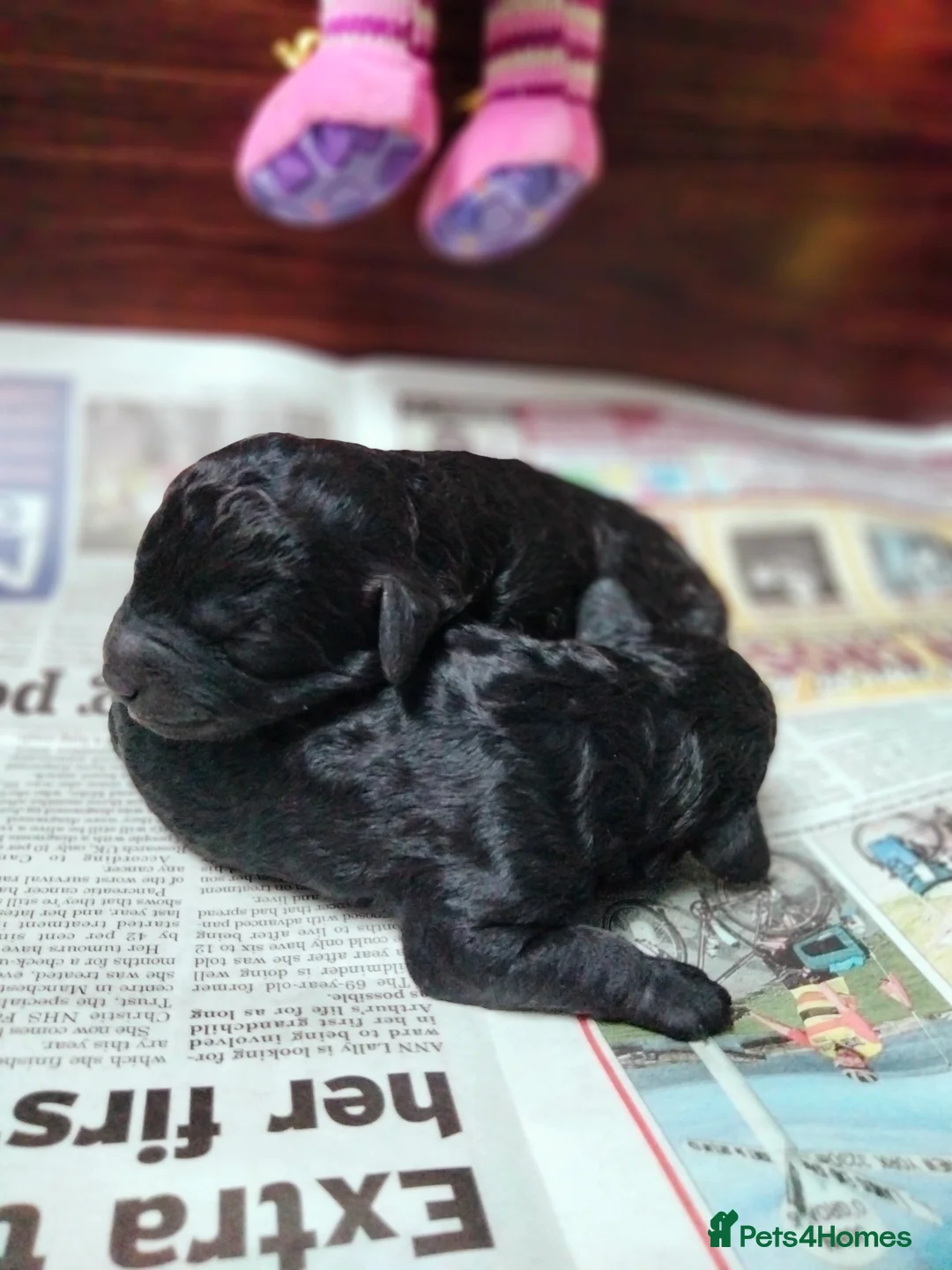 Cavapoo dogs for sale: Stunning F2B Cavapoo's Health Tested - Advert 14