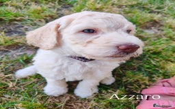 Standard Poodle dogs for sale: Lovely Standard Poodles puppies - Image 7