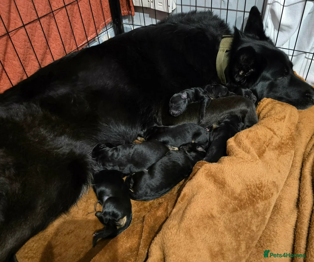 German Shepherd dogs for sale: 9 beautiful german shepards looking for a home - Advert 18