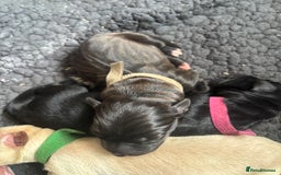 Mixed Breed dogs for sale: Mixed breed Labrador puppies  - Image 18