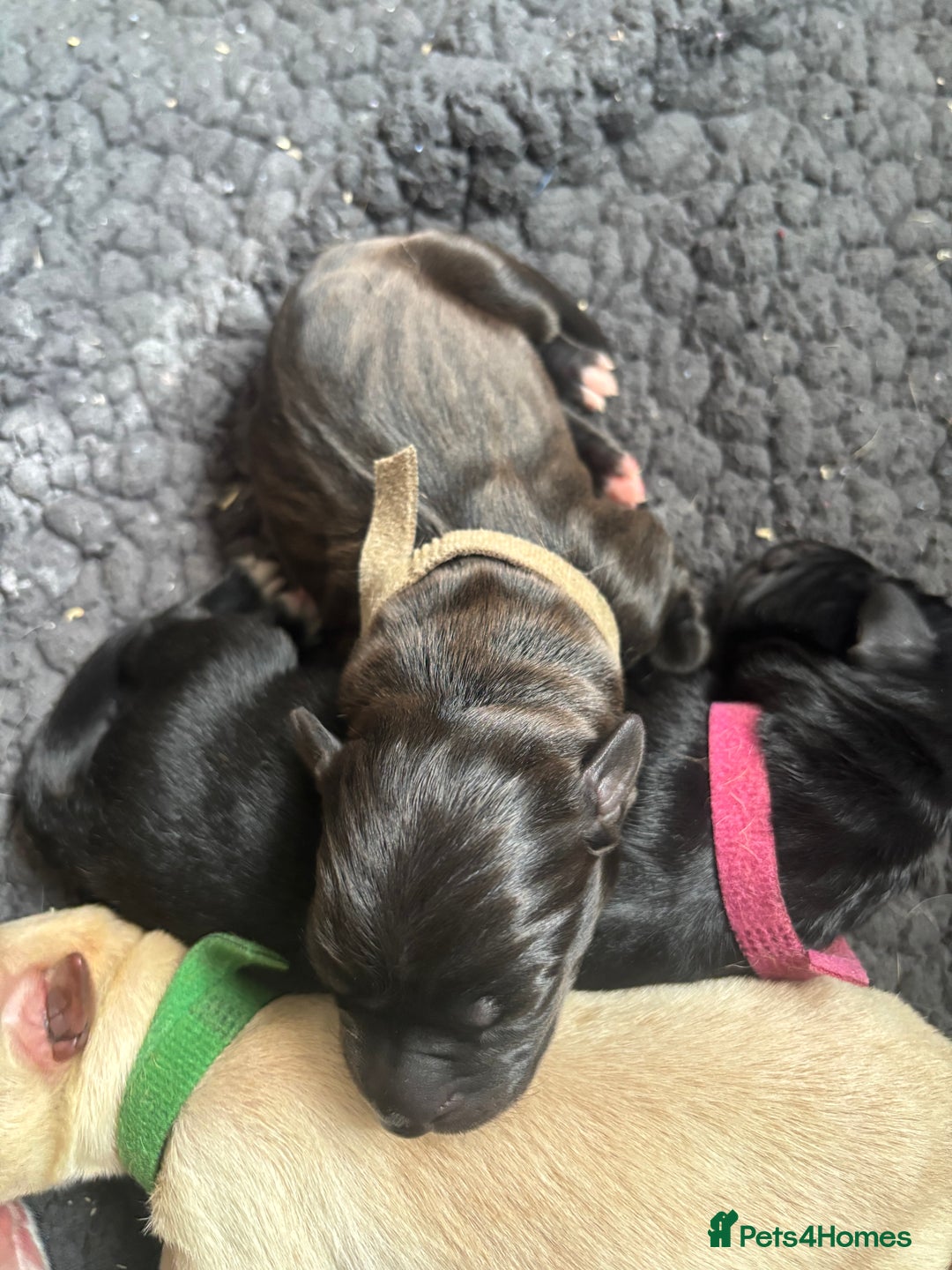Mixed Breed dogs for sale: Mixed breed Labrador puppies  - Image 18