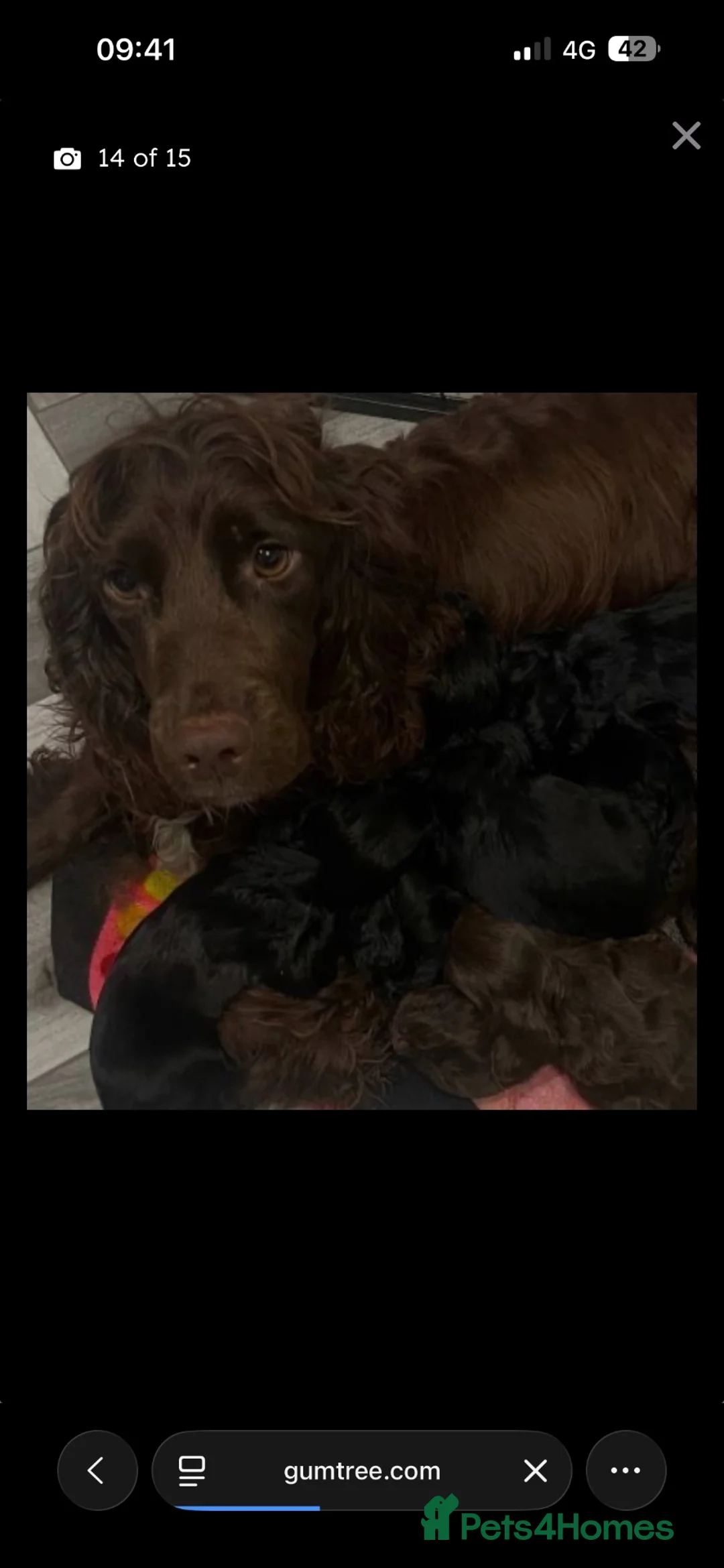 Cocker Spaniel dogs for sale: 11 week old chocolate cocker spaniel  - Advert 2