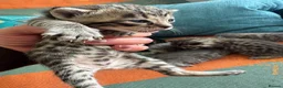 Bengal cats for sale: 3/4 blue bengal  kittens - Advert 4