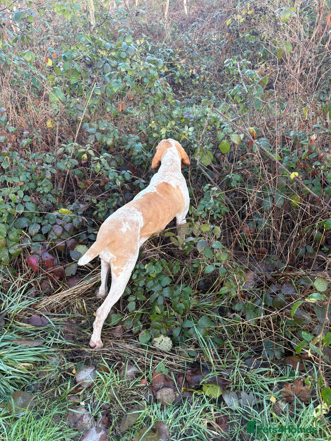 Bracco Italiano dogs for sale: Spring Litter Planned  - Advert 17