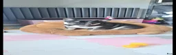 French Bulldog dogs for sale: Stunning Black and Tan French Bulldog puppies  - Advert 17