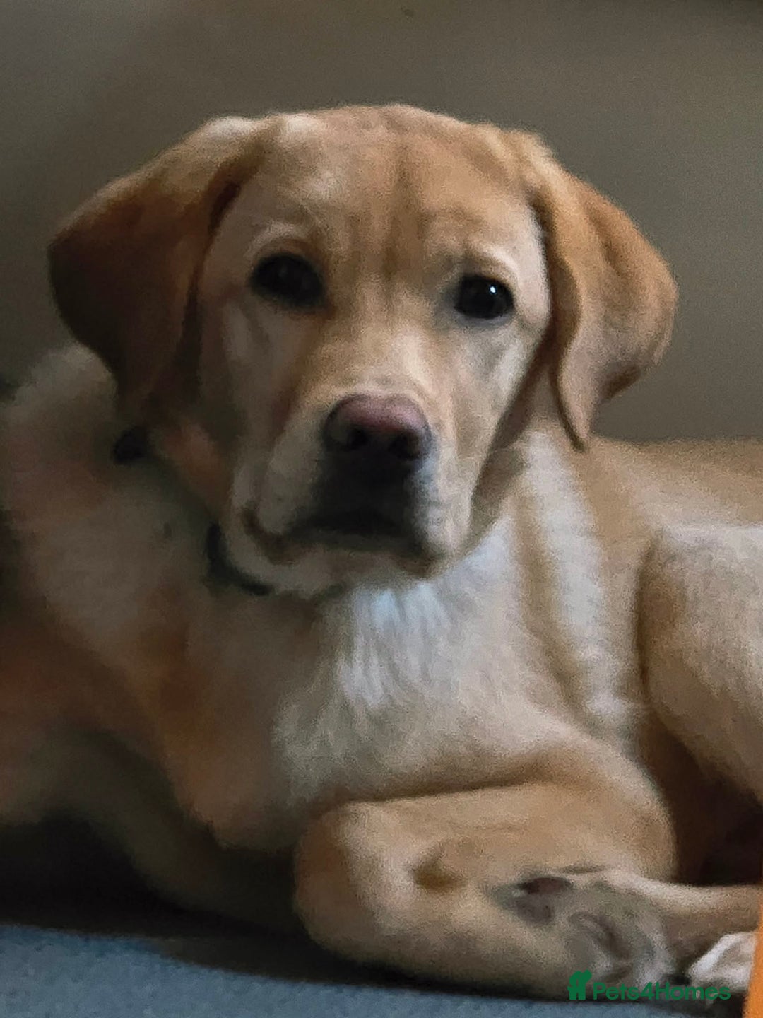 Labrador Retriever dogs for sale: 8 month old lab pup - Advert 4