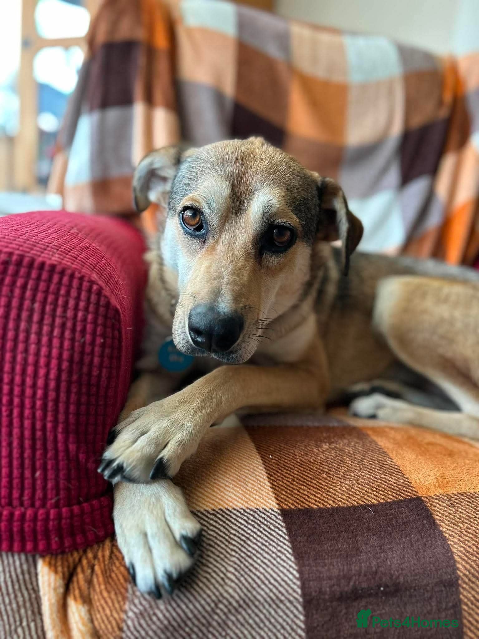 Mixed Breed dogs MARLEY - FOR ADOPTION  - Advert 1