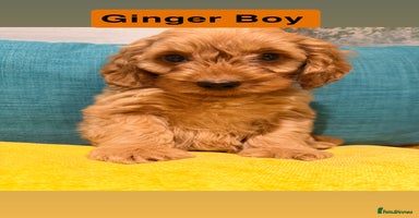 Cockapoo dogs Miniature Cockapoos  - Advert 4