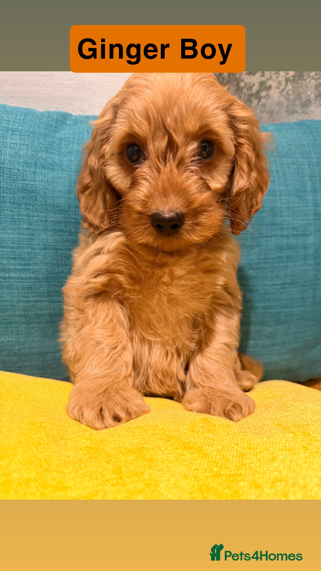 Cockapoo dogs for sale: Miniature Cockapoos  - Advert 2
