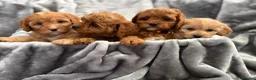 Cavapoo dogs for sale: EXTENSIVELY HEALTH TESTED F1 CAVAPOO BABIES  - Advert 4
