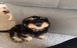 Cavapoo dogs for sale: Cavapoo puppies - Image 4