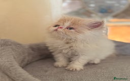 Persian cats for sale: GCCF registered Persian boy! (Colourpoint carrier) - Image 2