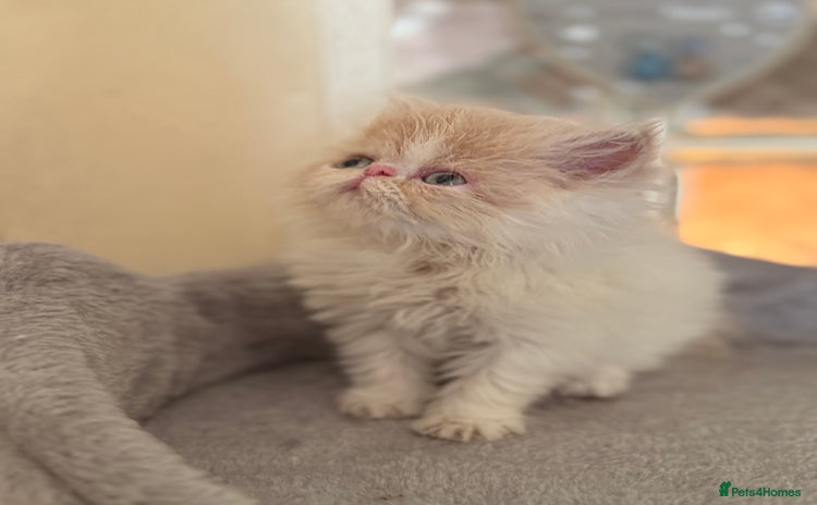 Persian cats - Advert 3