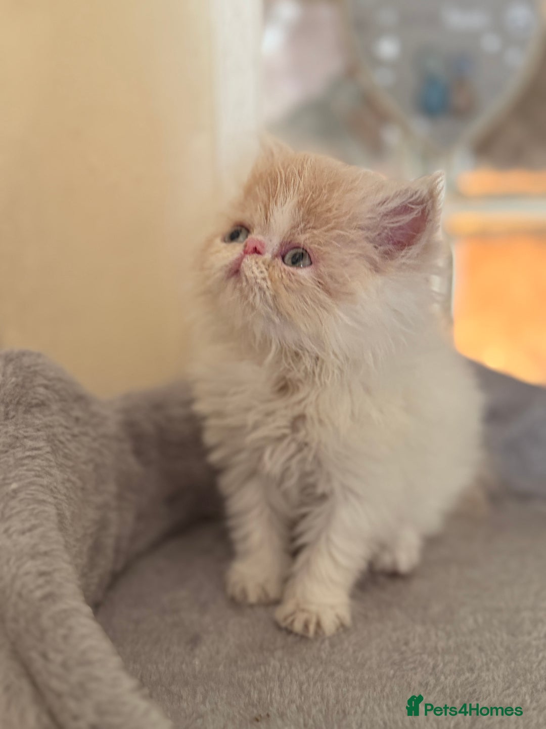 Persian cats for sale: GCCF registered Persian boy! (Colourpoint carrier) - Image 2