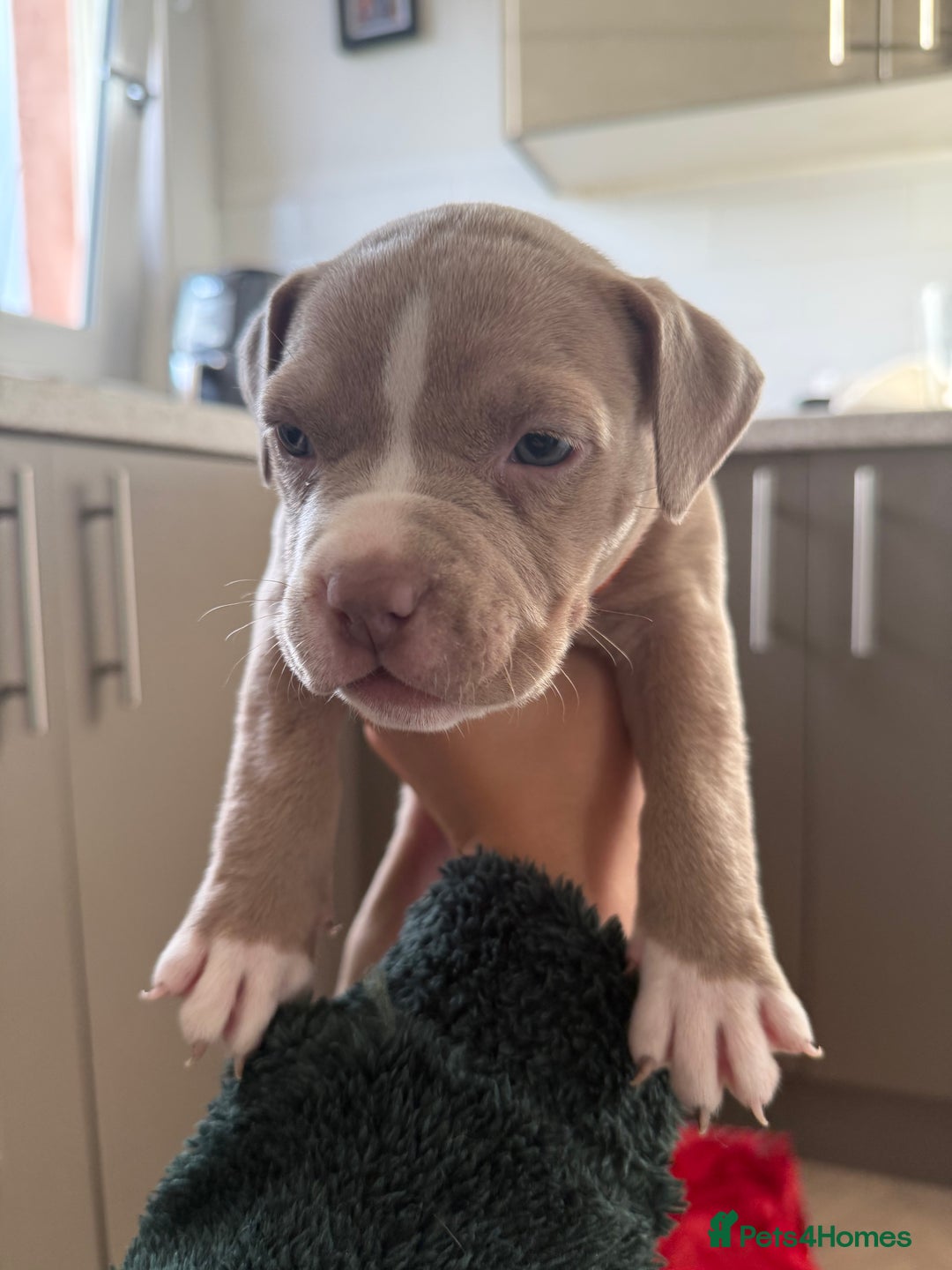 American Bully dogs for sale: 8 gorgeous American Bully pups 🐶 - Advert 20