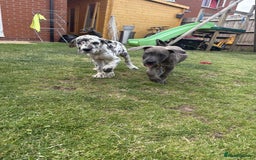Mixed Breed dogs for sale: Italian Daniff Pups  - Image 5