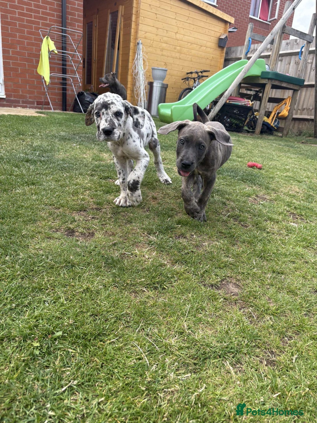 Mixed Breed dogs for sale: Italian Daniff Pups  - Image 5