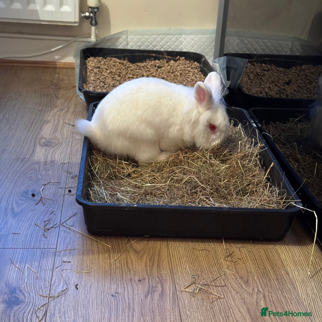 Lionhead rabbits for sale: White Male Rabbit Looking for a Forever Home  - Image 5