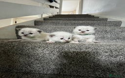 Ragdoll cats for sale: 3 Male Ragdoll kittens - Image 5