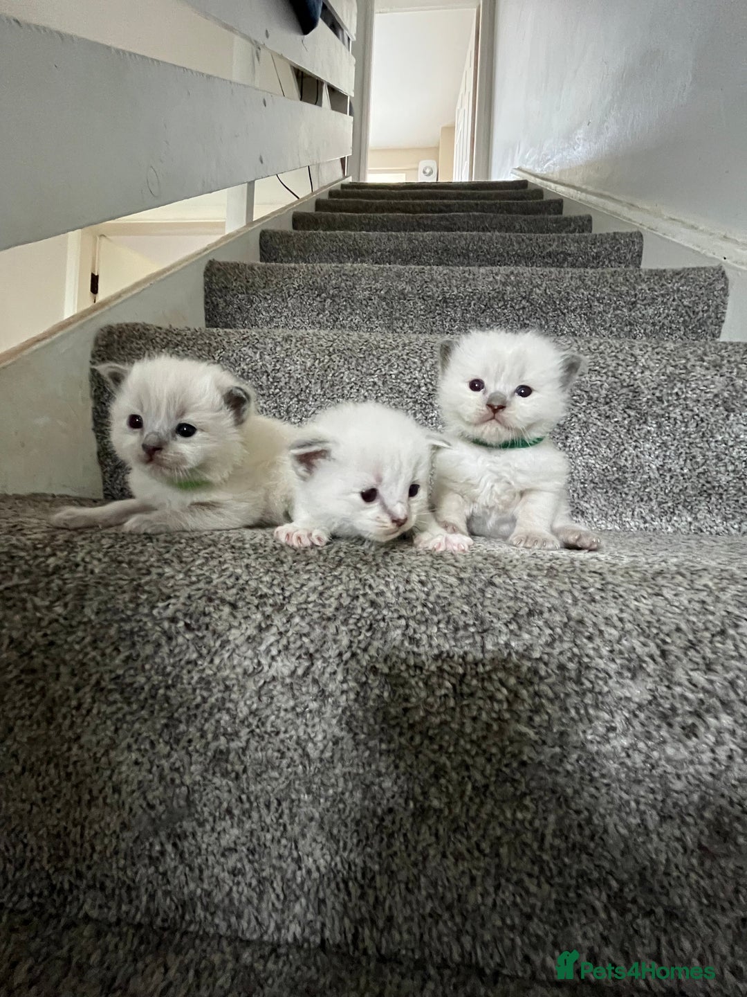 Ragdoll cats for sale: 3 Male Ragdoll kittens - Image 5
