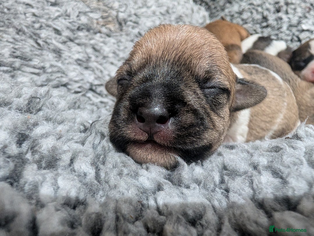 Mixed Breed dogs for sale: Beautiful Shihtzu x Cairn Terrier/Sausage x JRT - Advert 7