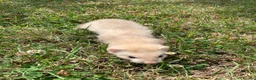 Ferret rodents for sale: Ferret Kits for sale  in Spalding - Advert 3
