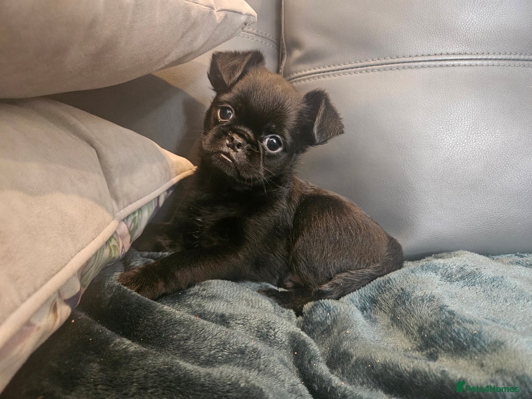 Griffon Bruxellois dogs for sale: Griffin's galore  in Waltham Cross - Image 2
