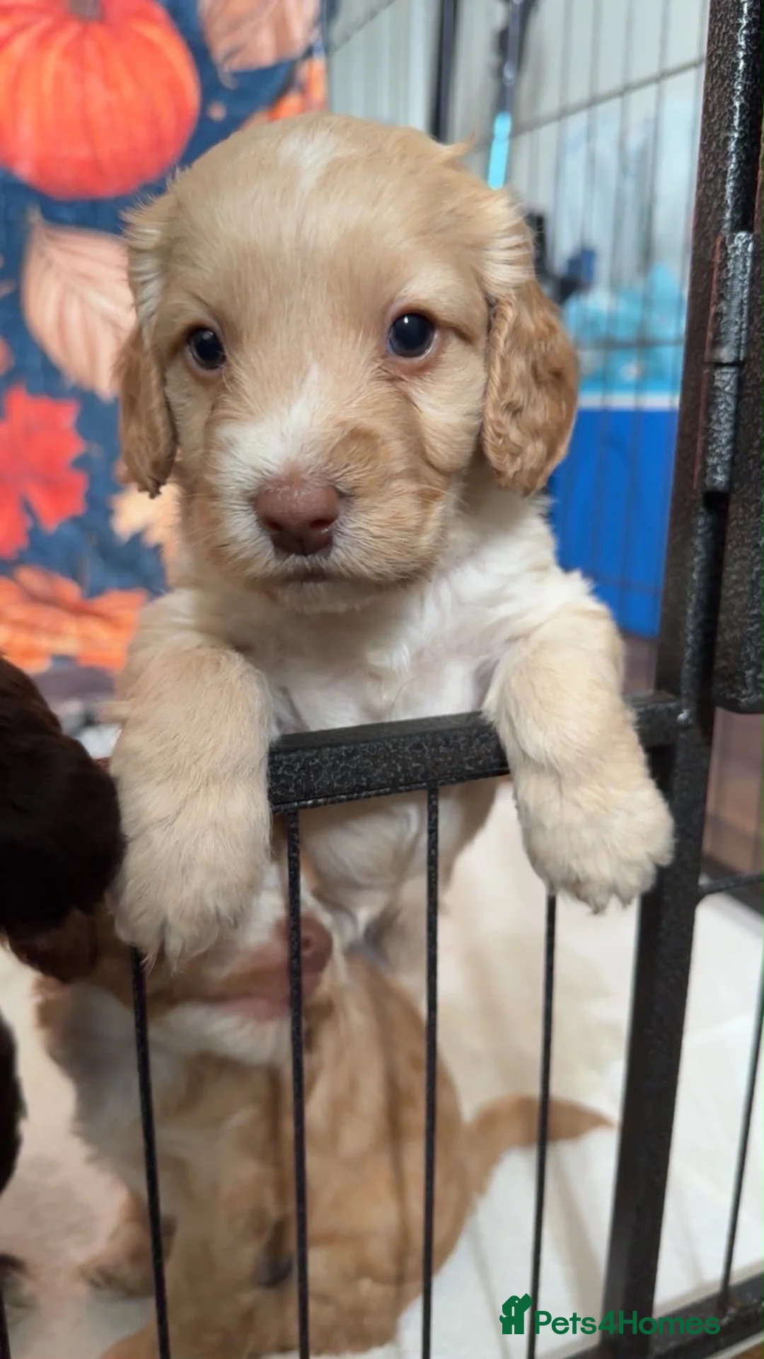 Cockapoo dogs for sale: MALE COCKAPOOS FOR SALE  - Advert 2