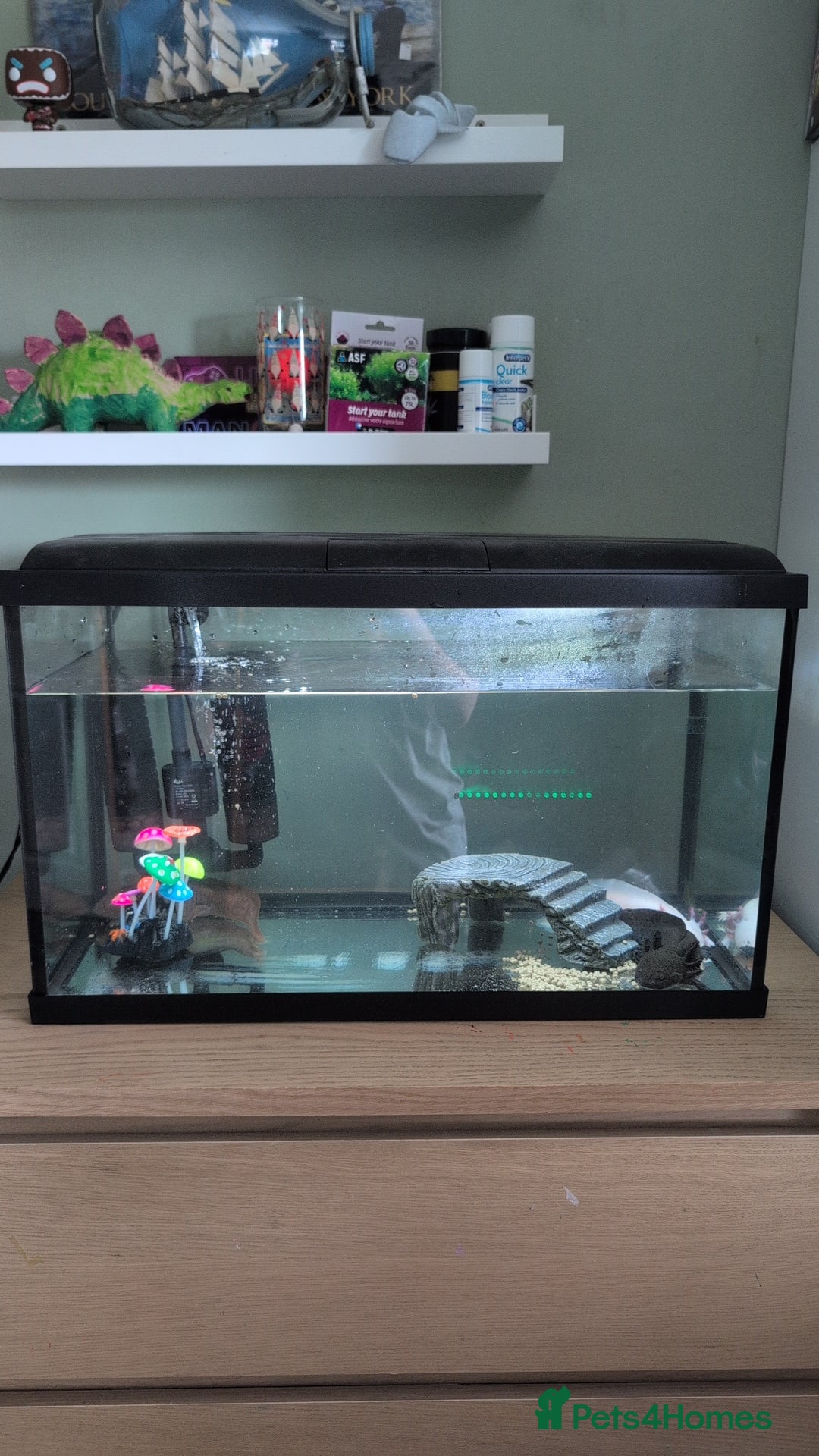 Other/Mixed Breed fish for sale: 3 female axolotl and tank.  - Image 2