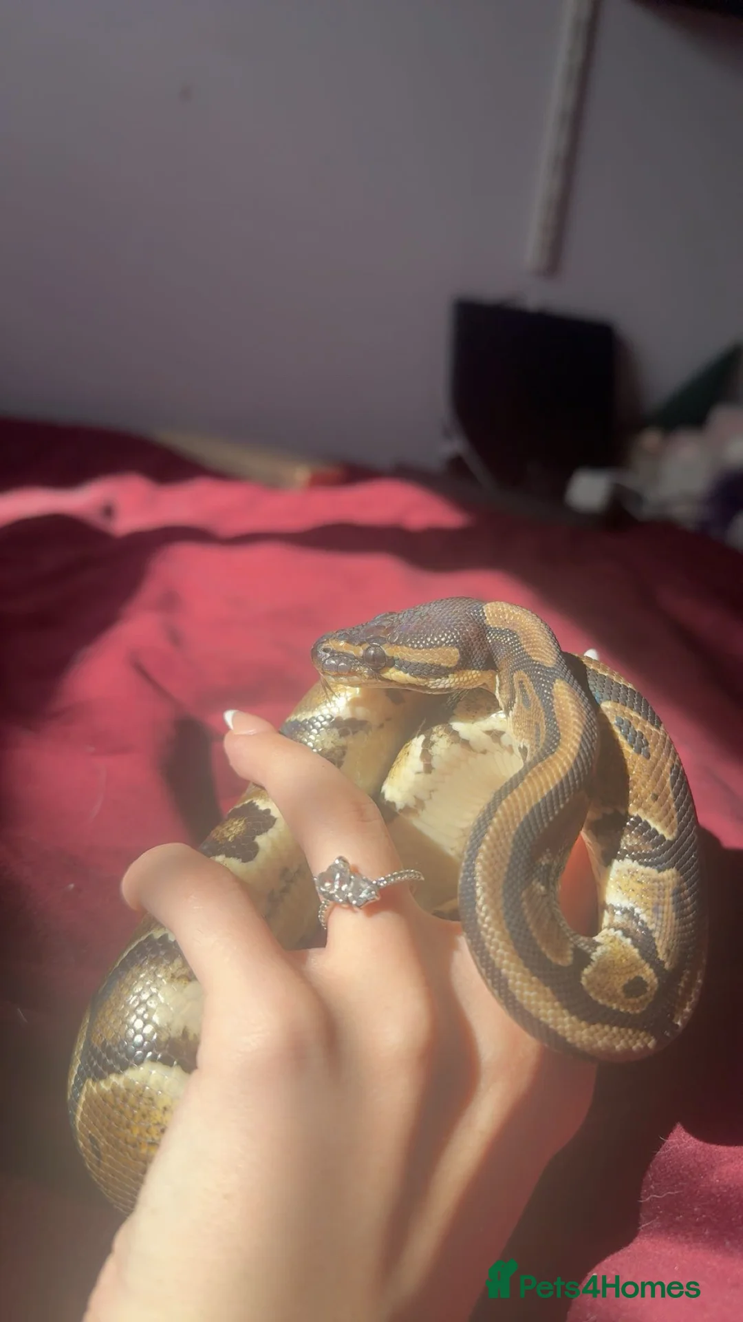 Python Snake reptiles for sale: 3 ball pythons  - Advert 1