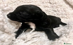 Cocker Spaniel dogs for sale: Fully health tested KC reg working Cocker Spaniels - Image 23