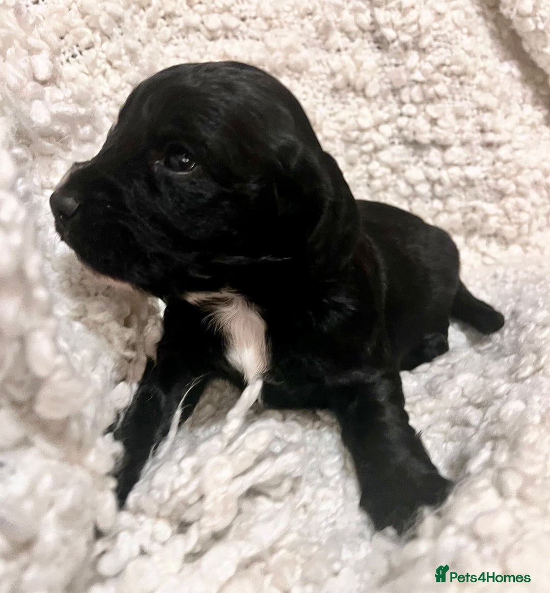 Cocker Spaniel dogs for sale: Fully health tested KC reg working Cocker Spaniels - Image 23