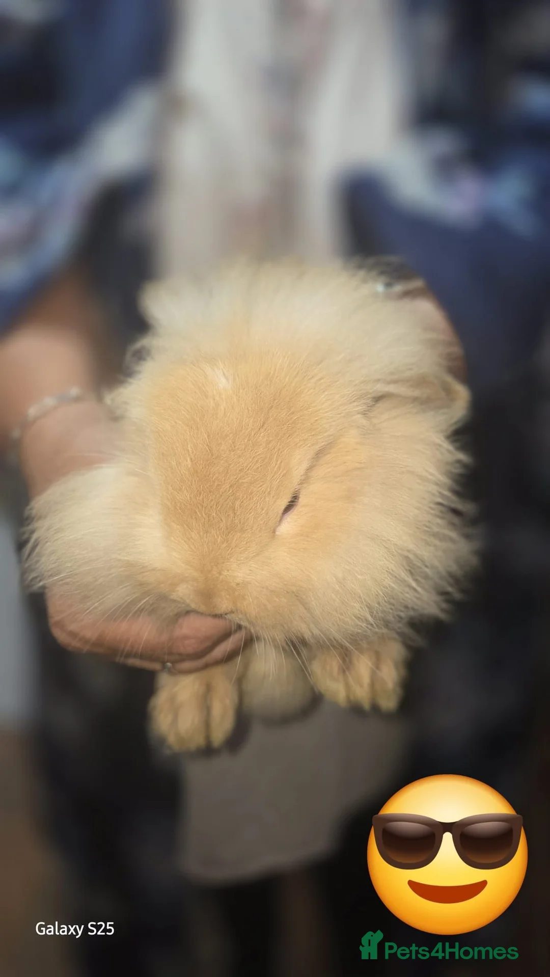 Lionhead rabbits for sale: Rabbits  in Dudley - Advert 8